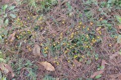Spilanthes paniculata
